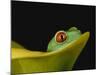 Red-Eyed Tree Frog-David Northcott-Mounted Photographic Print