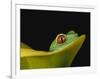 Red-Eyed Tree Frog-David Northcott-Framed Photographic Print