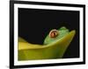 Red-Eyed Tree Frog-David Northcott-Framed Photographic Print