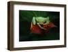 Red-Eyed Tree Frog-W. Perry Conway-Framed Photographic Print