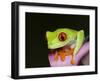 Red-eyed tree frog-Maresa Pryor-Framed Photographic Print