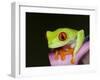 Red-eyed tree frog-Maresa Pryor-Framed Photographic Print