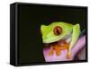 Red-eyed tree frog-Maresa Pryor-Framed Stretched Canvas