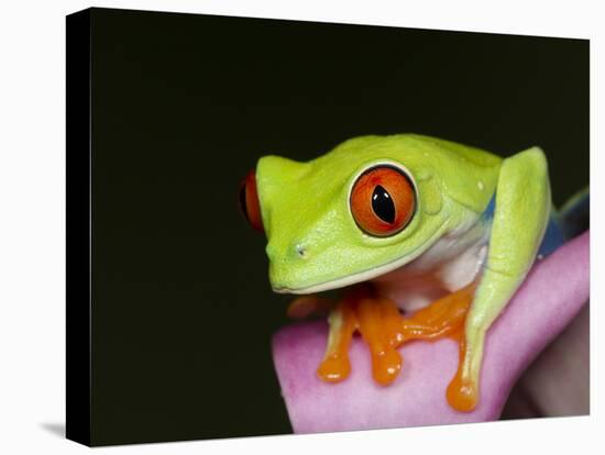 Red-eyed tree frog-Maresa Pryor-Stretched Canvas