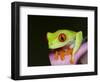 Red-eyed tree frog-Maresa Pryor-Framed Photographic Print