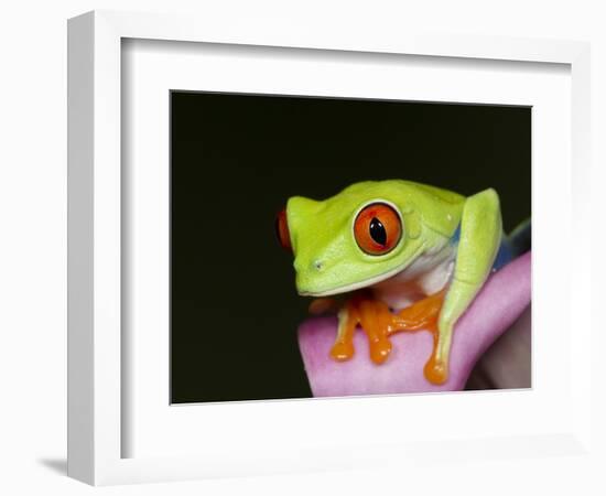 Red-eyed tree frog-Maresa Pryor-Framed Photographic Print