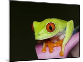 Red-eyed tree frog-Maresa Pryor-Mounted Photographic Print