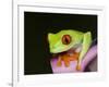 Red-eyed tree frog-Maresa Pryor-Framed Photographic Print