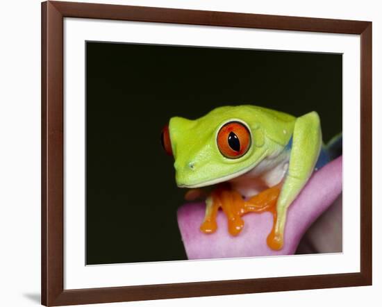 Red-eyed tree frog-Maresa Pryor-Framed Photographic Print