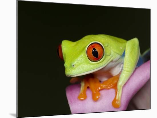 Red-eyed tree frog-Maresa Pryor-Mounted Photographic Print