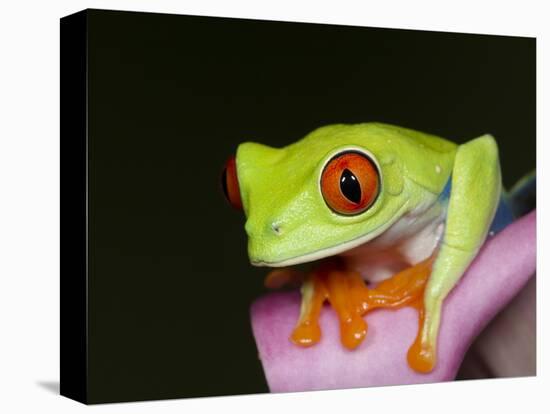 Red-eyed tree frog-Maresa Pryor-Stretched Canvas