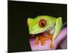 Red-eyed tree frog-Maresa Pryor-Mounted Photographic Print