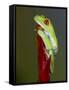 Red-eyed tree frog-Maresa Pryor-Framed Stretched Canvas