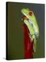 Red-eyed tree frog-Maresa Pryor-Stretched Canvas