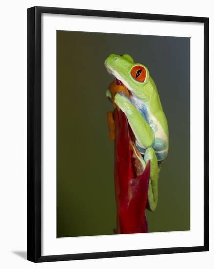 Red-eyed tree frog-Maresa Pryor-Framed Photographic Print