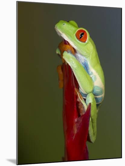 Red-eyed tree frog-Maresa Pryor-Mounted Photographic Print