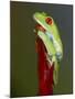 Red-eyed tree frog-Maresa Pryor-Mounted Photographic Print