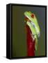 Red-eyed tree frog-Maresa Pryor-Framed Stretched Canvas