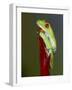 Red-eyed tree frog-Maresa Pryor-Framed Photographic Print