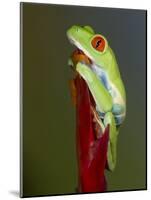 Red-eyed tree frog-Maresa Pryor-Mounted Photographic Print