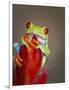 Red-eyed tree frog-Maresa Pryor-Framed Photographic Print