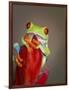 Red-eyed tree frog-Maresa Pryor-Framed Photographic Print