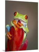 Red-eyed tree frog-Maresa Pryor-Mounted Photographic Print