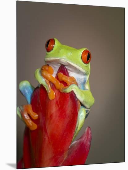 Red-eyed tree frog-Maresa Pryor-Mounted Photographic Print