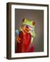 Red-eyed tree frog-Maresa Pryor-Framed Photographic Print