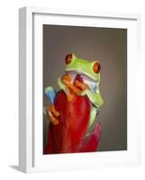 Red-eyed tree frog-Maresa Pryor-Framed Photographic Print