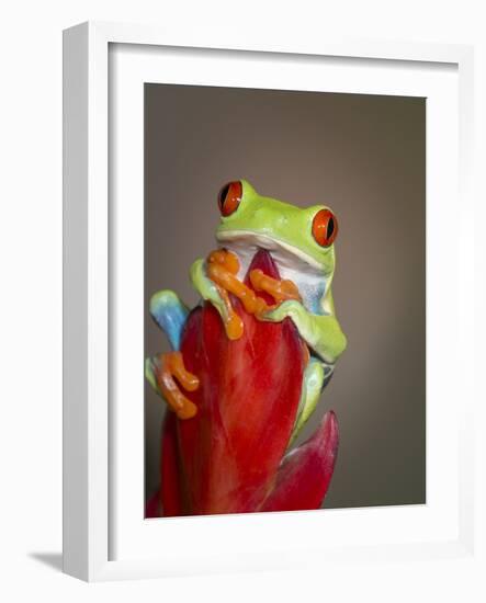 Red-eyed tree frog-Maresa Pryor-Framed Photographic Print