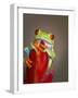 Red-eyed tree frog-Maresa Pryor-Framed Photographic Print
