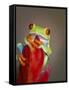 Red-eyed tree frog-Maresa Pryor-Framed Stretched Canvas