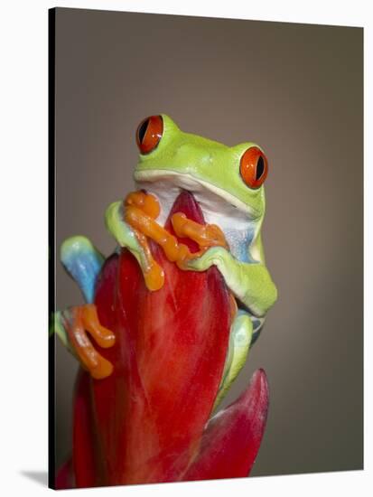 Red-eyed tree frog-Maresa Pryor-Stretched Canvas