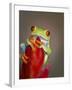 Red-eyed tree frog-Maresa Pryor-Framed Premium Photographic Print