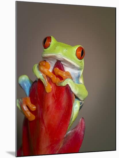 Red-eyed tree frog-Maresa Pryor-Mounted Premium Photographic Print