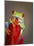 Red-eyed tree frog-Maresa Pryor-Mounted Premium Photographic Print