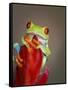 Red-eyed tree frog-Maresa Pryor-Framed Stretched Canvas