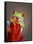 Red-eyed tree frog-Maresa Pryor-Framed Stretched Canvas