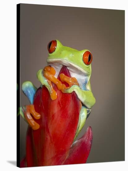 Red-eyed tree frog-Maresa Pryor-Stretched Canvas