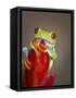 Red-eyed tree frog-Maresa Pryor-Framed Stretched Canvas