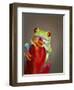 Red-eyed tree frog-Maresa Pryor-Framed Premium Photographic Print