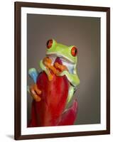 Red-eyed tree frog-Maresa Pryor-Framed Photographic Print