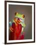 Red-eyed tree frog-Maresa Pryor-Framed Photographic Print