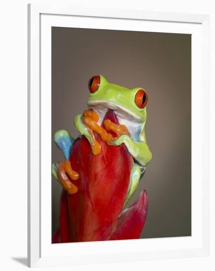 Red-eyed tree frog-Maresa Pryor-Framed Photographic Print