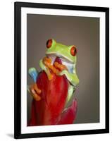 Red-eyed tree frog-Maresa Pryor-Framed Photographic Print