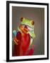 Red-eyed tree frog-Maresa Pryor-Framed Photographic Print