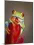 Red-eyed tree frog-Maresa Pryor-Mounted Photographic Print