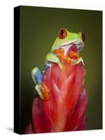 Red-eyed tree frog-Maresa Pryor-Stretched Canvas