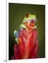 Red-eyed tree frog-Maresa Pryor-Framed Photographic Print